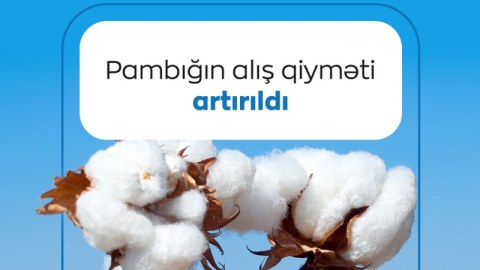 Pambığın alış qiyməti artırıldı