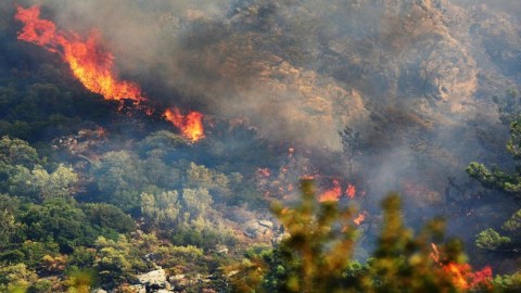 Azərbaycanda bir ayda 550 hektar meşə YANIB