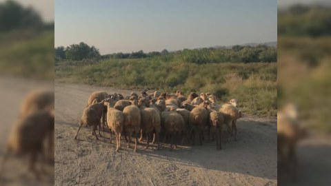 Yevlaxda 51 min manatlıq qoyun oğurlandı - FOTO