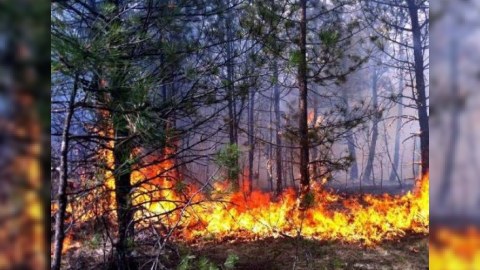 Qazaxıstandakı meşə yanğınları can aldı