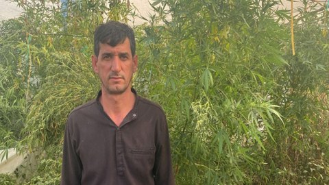 İstixanada narkotik yetişdirən şəxs tutuldu