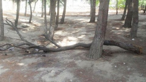 “Ailə Park”ın ağac “qətliamı” 