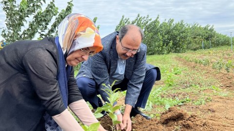 Türkiyə səfiri Lənkəranda çay tingi əkdi