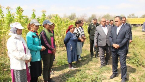 Goranboyda tütün yığımında yüksək məhsuldarlıq gözlənilir