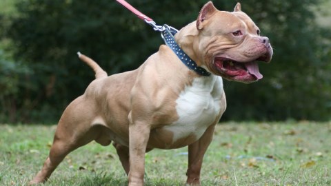 Polisin üzərinə “pitbull” qısqırdan gənclər həbs edildi