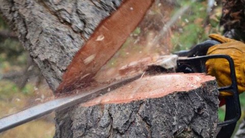 Astarada ağacları kəsən şəxs cəzalandırıldı