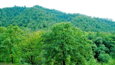 "Dostluq meşəsi"nin sahəsi 20 hektara yaxın olacaq