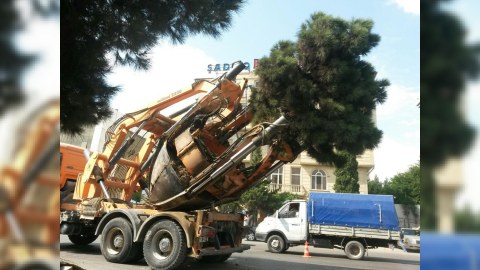 Bakıda yola görə ağaclar KÖÇÜRÜLÜR