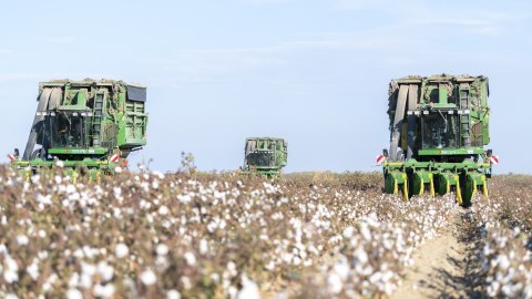16 rayonda məhsul yığımı davam edir