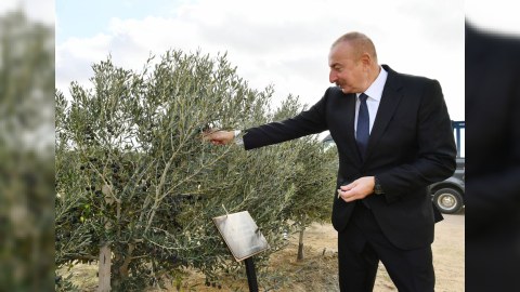 Prezident zeytun zavodunun açılışında - FOTOLAR (YENİLƏNİB)