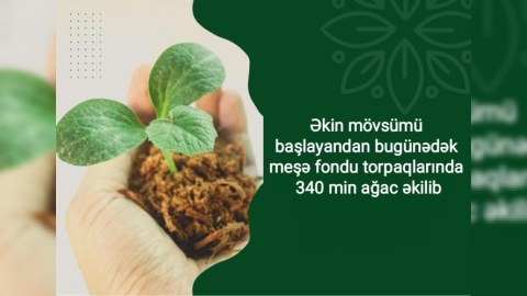 Meşə fondu torpaqlarında 340 min ağac əkilib