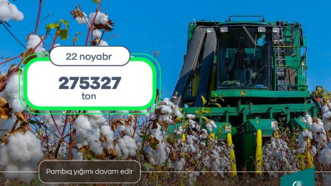 Tədarük məntəqələrinə 275 min tondan çox pambıq təhvil verilib