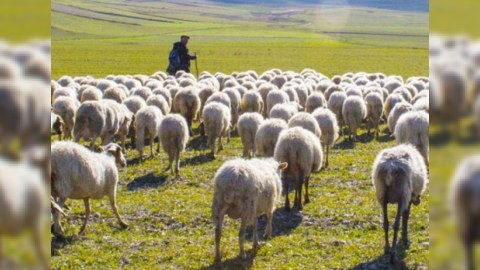 Çoban fermadan 73 baş qoyun oğurladı