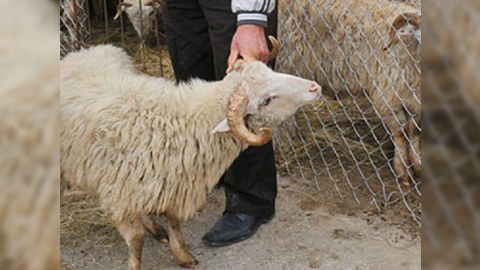 Fermadan qoyunları oğurlayanlar tutuldu - FOTO