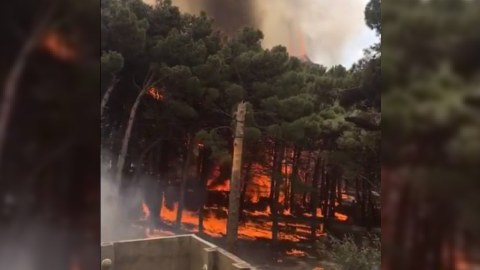 Bakıda yanğın ağaclıq əraziyə keçib
