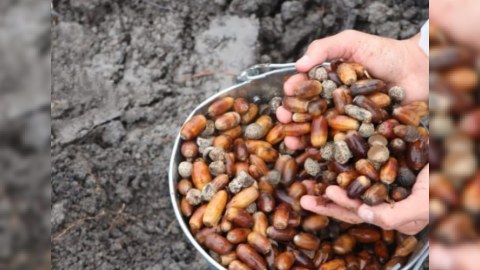 Meşəbərpa tədbirləri davam edir