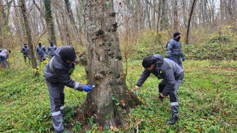 Milli parkda ağaclar ziyanvericilərdən təmizlənib