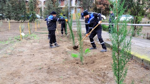 Naftalanda "Adəmalması" ağacı əkilib - FOTOLAR