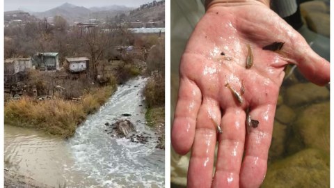 Oxçuçayda ekoloji fəlakət yaranıb