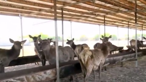 Alimpaşa Məmmədovun maralları Altıağaca köçürülüb
