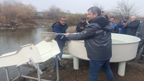 Bəsitçay və Həkəri çaylarına balıq körpələri buraxıldı