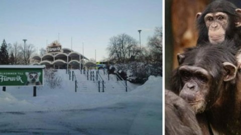 Zooparkdan qaçan 4 şimpanze öldürüldü