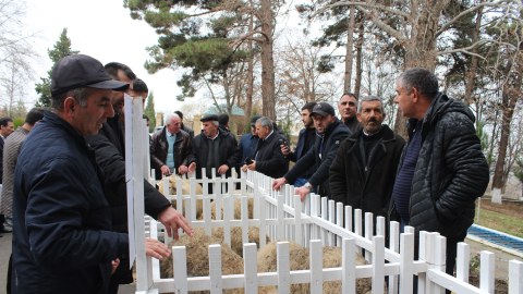 “Pirəsora” qoyun cinsinin təqdimatı keçirilib