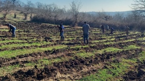 Meşəbərpa tədbirləri bayram günlərində də davam etdirilir