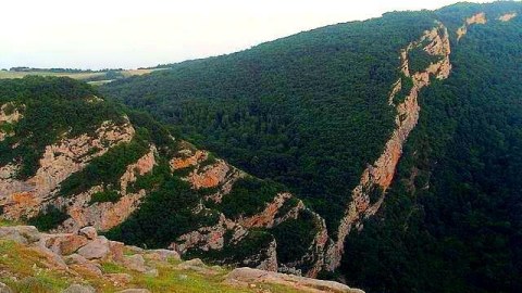Topxana meşəsi bərpa olunur
