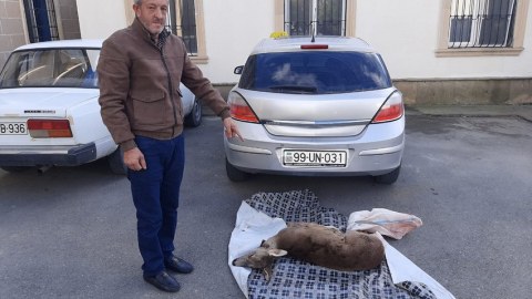 Qanunsuz cüyür ovlayan şəxslər saxlanıldı