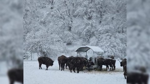 Parklarda və qoruqlarda heyvanlara yem paylanılıb