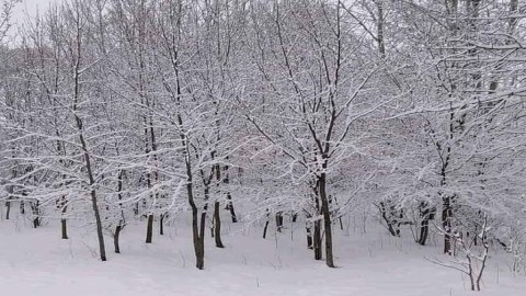 Qarlı havanın meşə əkinlərinə müsbət təsiri
