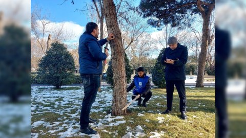 Bakıda ağacların vahid reyestri yaradılır