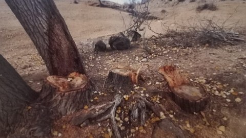 Qanunsuz ağac kəsən şəxs məsuliyyətə cəlb edildi