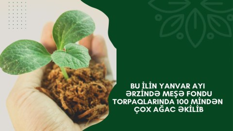 Bu il 100 mindən çox ağac tingi əkilib