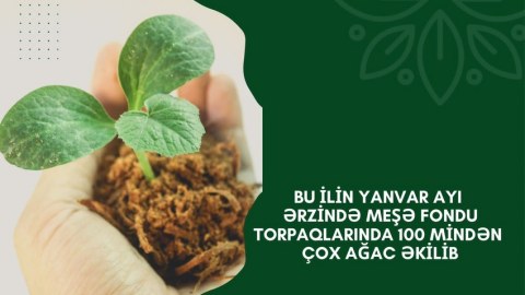 Meşə fondu torpaqlarında 100 mindən çox ağac əkilib