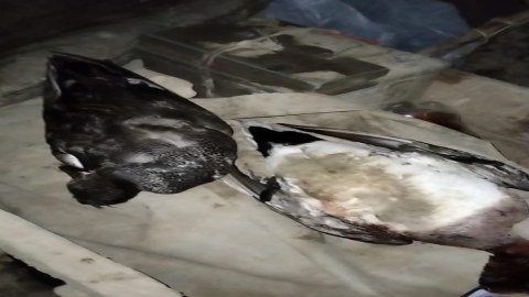 Qanunsuz ov edənlər cəzalandırıldı