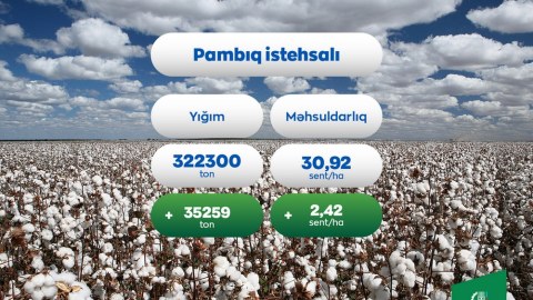 Pambıq üzrə orta məhsuldarlıq artıb