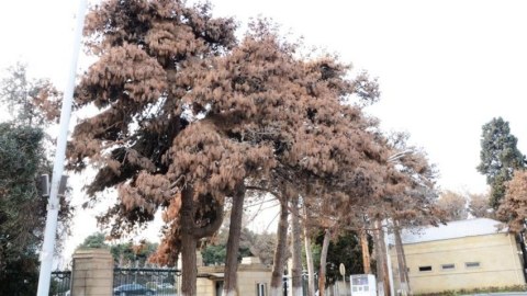 Şam ağaclarının quruma səbəbi açıqlandı