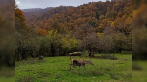 Azad edilmiş ərazilərə nəcib marallar buraxılacaq
