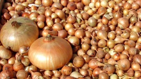 Soğan ixracının məhdudlaşdırılmasının səbəbi açıqlandı