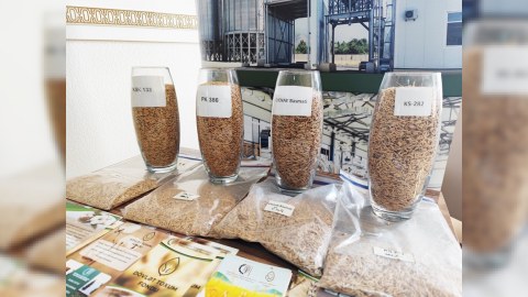 Azərbaycana yeni gətirilmiş çəltik sortlarının təqdimatı keçirilib
