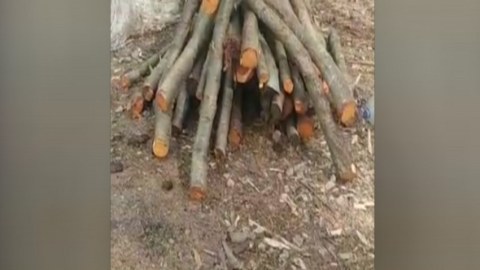 Qəbələdə qanunsuz kömür quyuları aşkarlandı