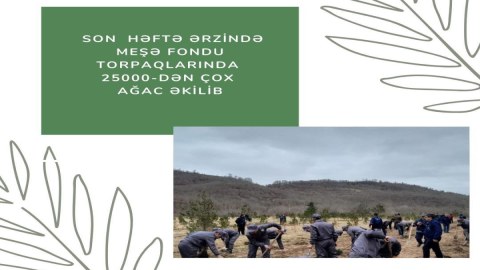 Meşə fondu torpaqlarında 25 mindən çox ağac əkilib