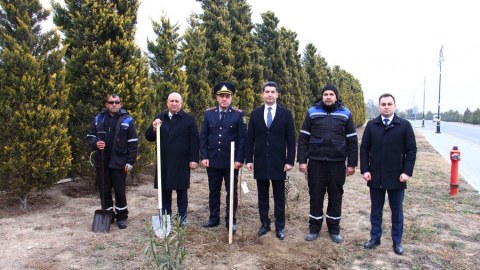 Naftalanda Sakura ağacları əkilib - FOTOLAR