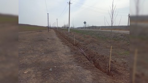 Füzulidə ağacəkmə aksiyası keçirilib