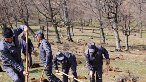 Meşə fondunda 800 mindən çox ağac əkilib - FOTOLAR