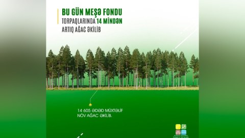 14 mindən artıq ağac əkilib