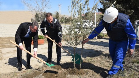 Dövlət Dəniz və Liman Agentliyi ağacəkmə aksiyasında