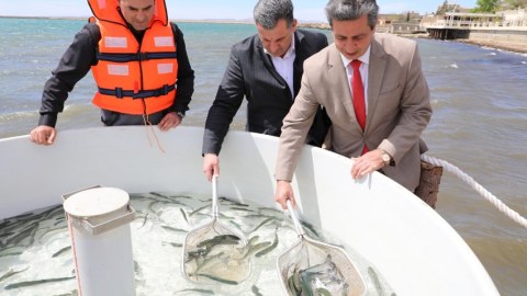 Xəzərə qızılbalıq körpələri buraxıldı
